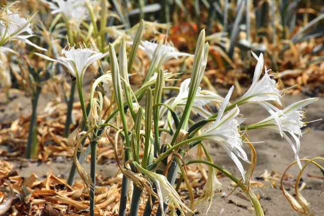 Koruma altındaki kum zambakları Akdeniz ve Ege sahillerini süslüyor